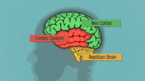 Closeup of the human brain